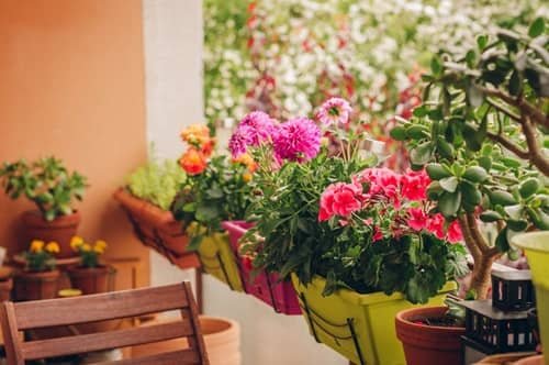 7 Low-Maintenance Balcony Garden Plants
