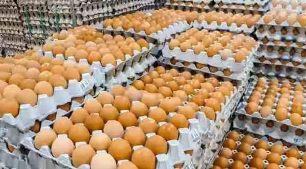 How Profitable Is an Egg Business?